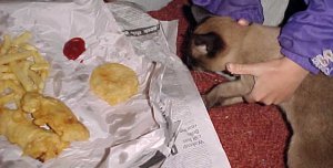 vendredo ravens reiki would like to eat our fish and chips